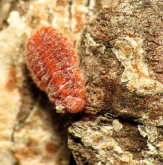 Palaeococcus fuscipennis