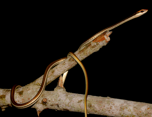 Common Bronze-back, Dendrelaphis pictus