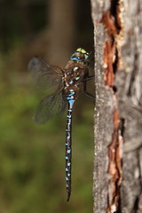 Aeshna interrupta interrupta