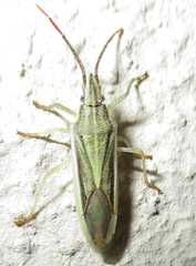 Mecidea prolixa