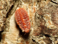 Palaeococcus fuscipennis