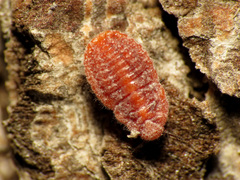 Palaeococcus fuscipennis