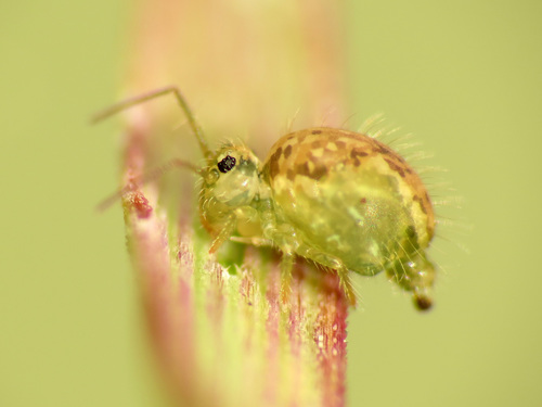 Entognathans (Class Entognatha) · iNaturalist