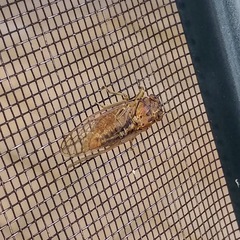 Physeema quadricincta