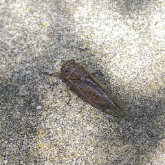 Physeema quadricincta