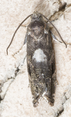 Cydia albimaculana