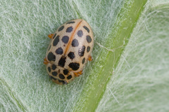 Anisosticta novemdecimpunctata