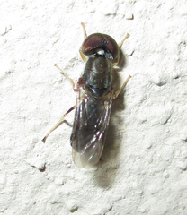 Cephalochrysa calopa
