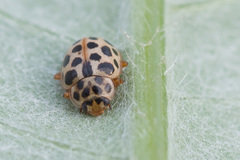 Anisosticta novemdecimpunctata