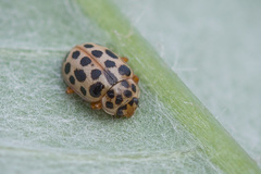 Anisosticta novemdecimpunctata