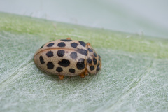 Anisosticta novemdecimpunctata
