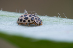 Anisosticta novemdecimpunctata