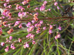 Erica selaginifolia