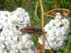 Anastrangalia dubia