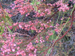Erica selaginifolia