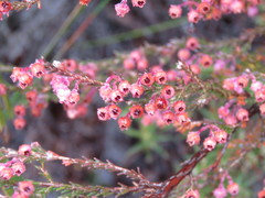 Erica selaginifolia