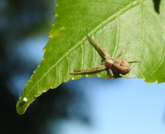 Philodromus cespitum