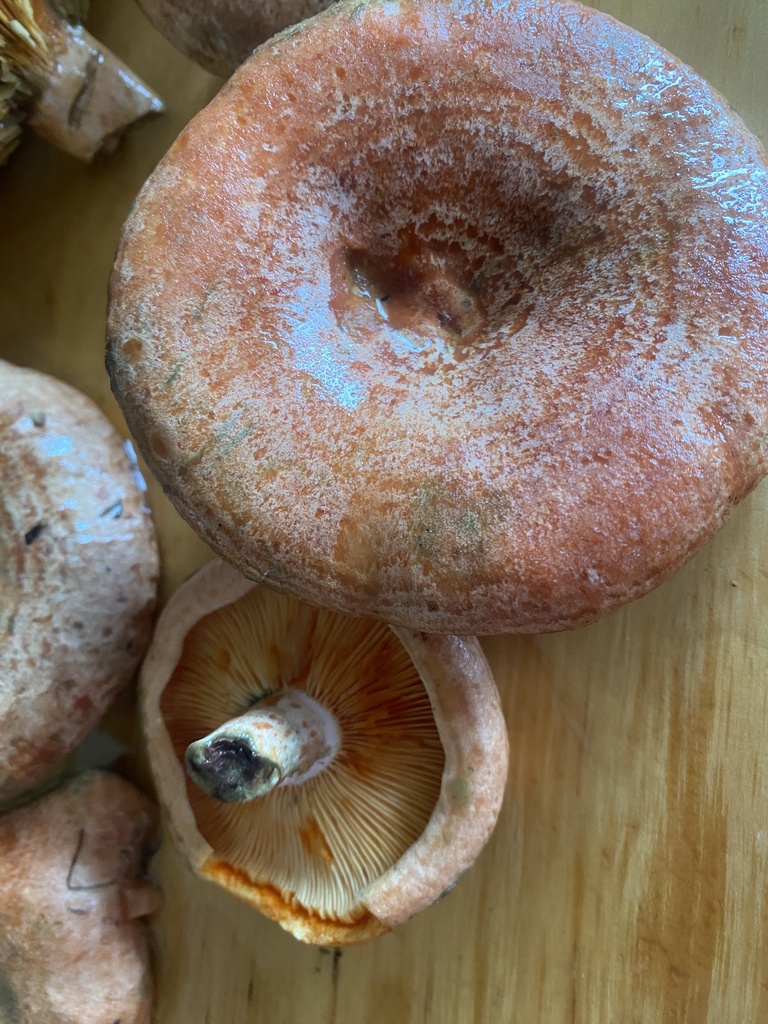 Lactarius deliciosus · December 2025 · photo: © rebecca768 (iNaturalist, cc-by-sa)