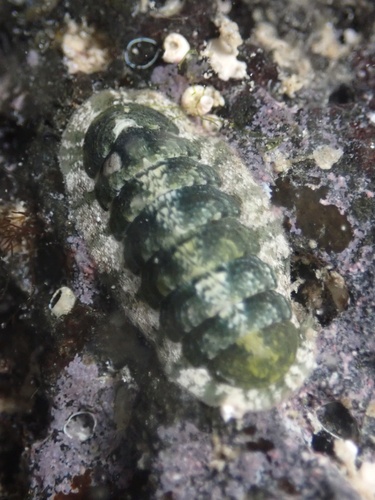 Stenoplax petaloides, 2025-11-06