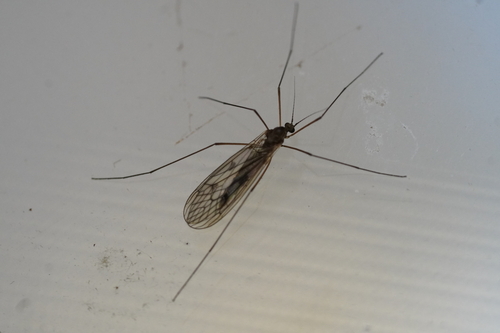 Unknown species found near Lynnhaven House, Virginia Beach, VA 23455, USA