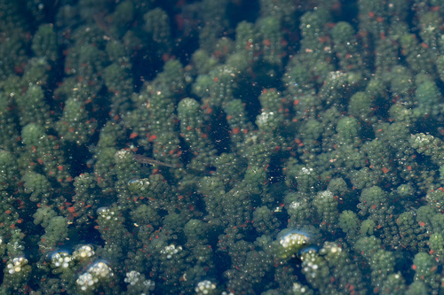 Caulerpa lentillifera observed 2025-11-24