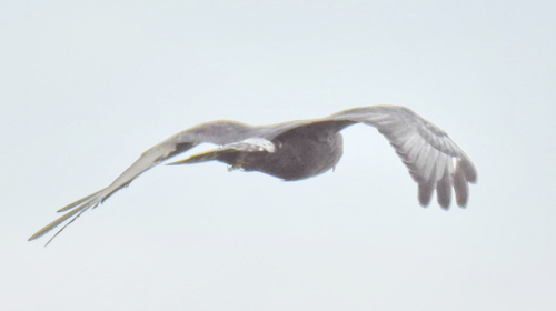 Black Harrier (Circus maurus), photo 4