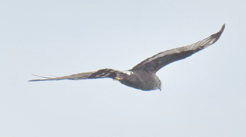 Black Harrier (Circus maurus), photo 5