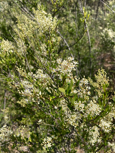 sweet Bursaria