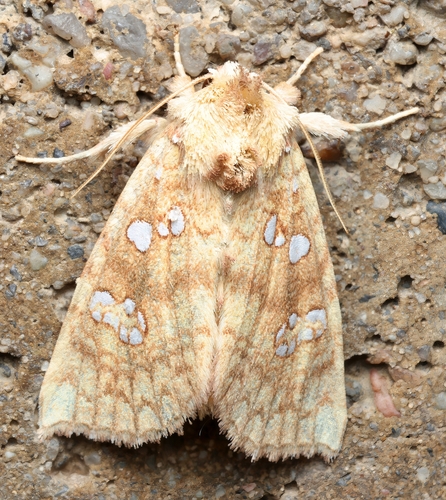 Ash Shoot Borer Moth photo 2