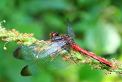 Sympetrum risi risi