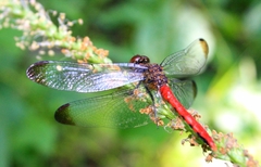 Sympetrum risi risi