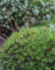 Polytrichum longisetum