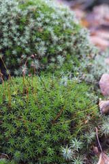 Polytrichum longisetum