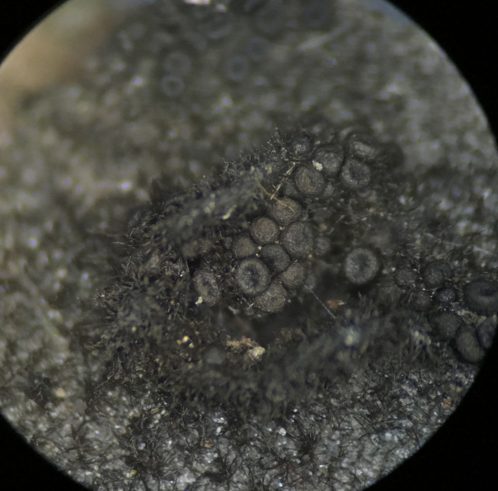Thaxteriella