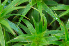 Polytrichum longisetum