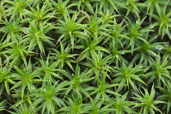 Polytrichum longisetum