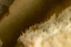 Litschauerella clematidis