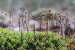 Polytrichum longisetum