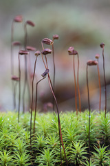 Polytrichum longisetum