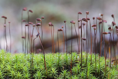 Polytrichum longisetum