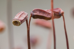 Polytrichum longisetum