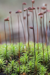 Polytrichum longisetum
