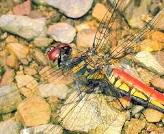 Sympetrum risi risi