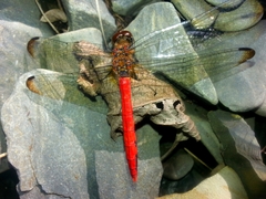 Sympetrum risi risi
