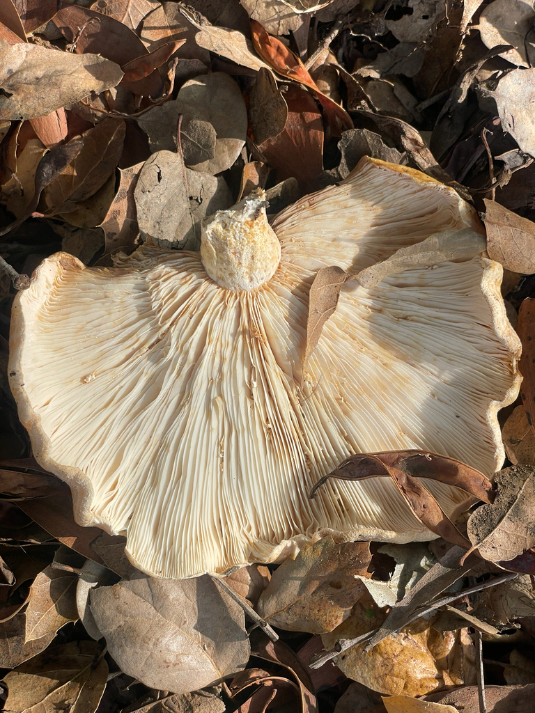 Lactarius alnicola · December 2025 · photo: © chrisalises (iNaturalist, cc-by)