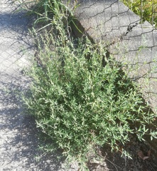 Chenopodium striatiforme