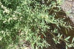 Chenopodium striatiforme