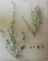 Chenopodium striatiforme