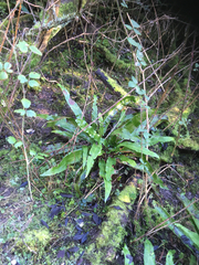 Asplenium scolopendrium