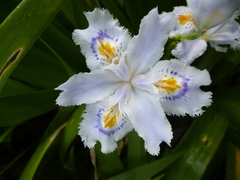 Iris japonica